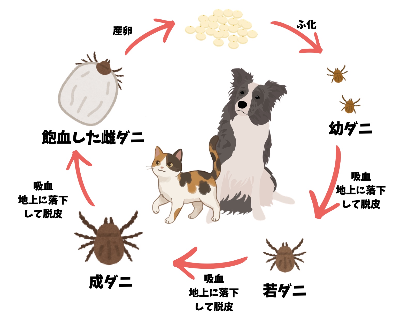 マダニのライフサイクル