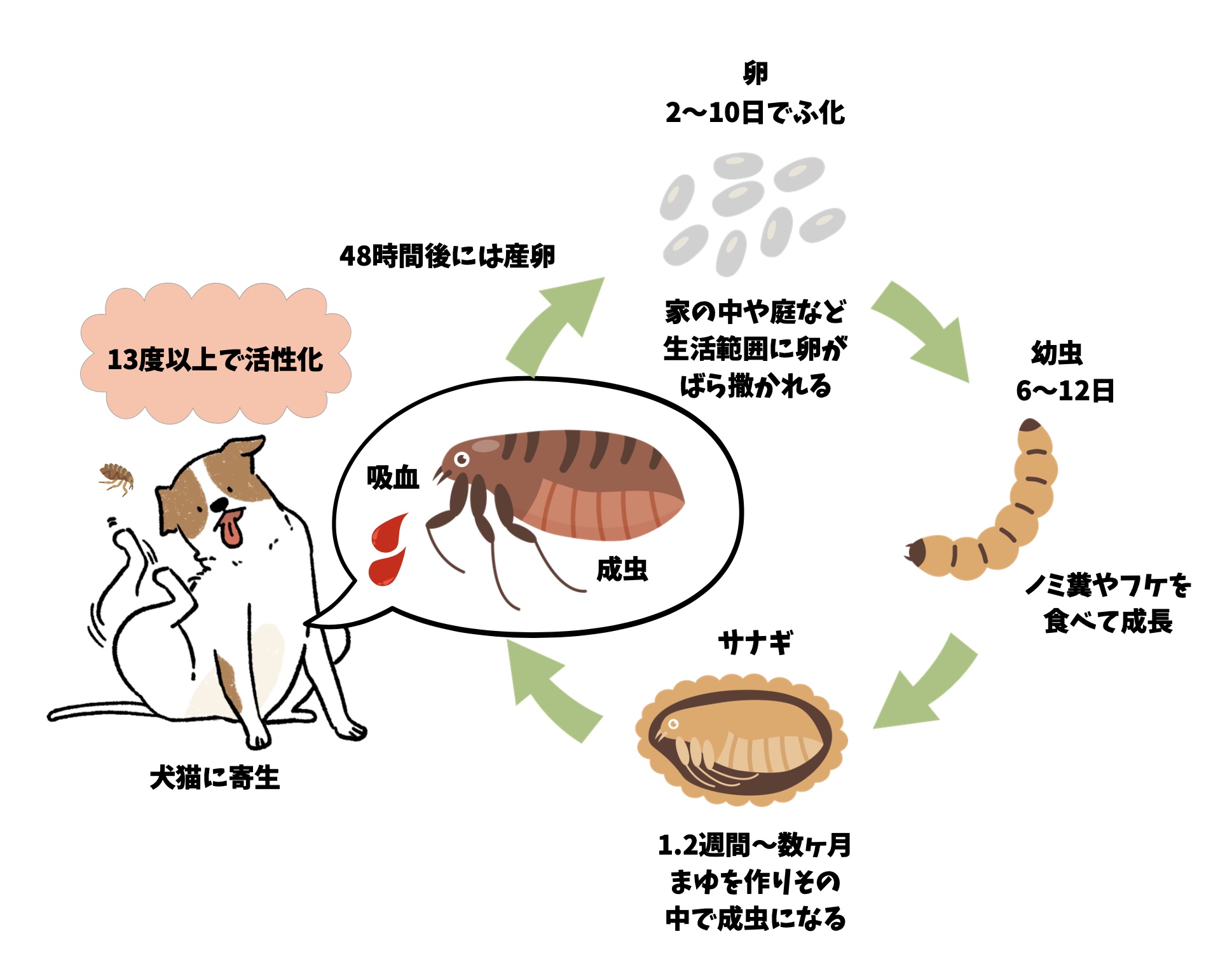 ノミのライフサイクル